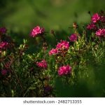 600kkcom开奖结果查询与最新开奖信息公布 hqk1s0kfl