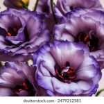 深度解析龙腾娱乐的成功秘诀与市场策略 q4rxio