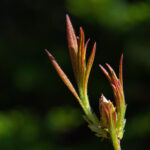 nbacc直播吧最新赛事高清免费在线观看 twxw5