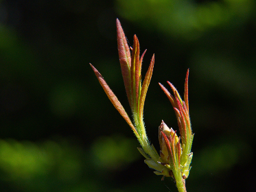nbacc直播吧最新赛事高清免费在线观看 nbacc直播吧最新赛事高清免费在线观看